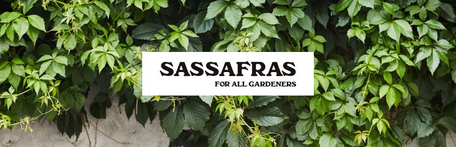SASSAFRAS ササフラス